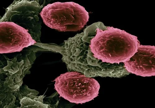 destruir células cancerígenas