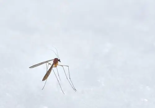 Algumas pessoas atraem mais mosquitos do que outras