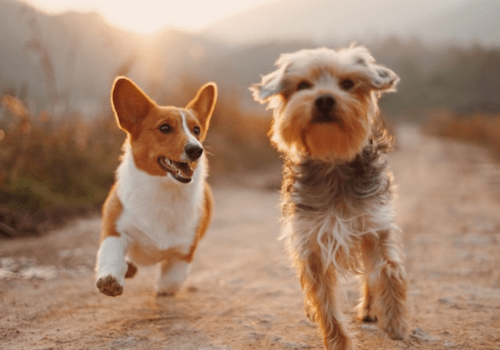 Dog Scanner: descubra a raça do seu cão pelo celular