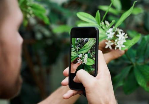 Aplicativo para identificar plantas e flores